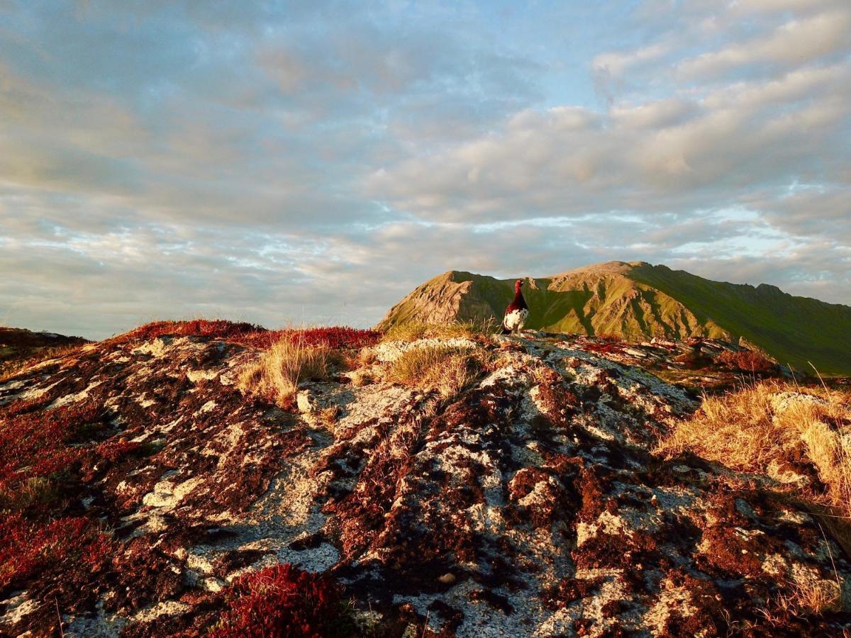 Lofoten Troll View Bostad Exteriér fotografie